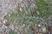 <strong>Phymatosorus scolopendria - Ramon, Laurence - 98</strong><br />© Ramon, Laurence